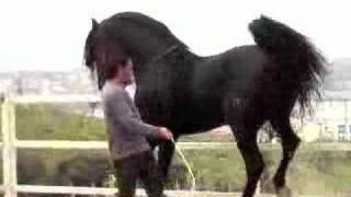 PURE BLACK ANDALUCIAN STALLION  PIAFFE [upl. by Acirretal]