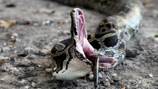 Python vs Python 02  Python eats Python  Time Lapse [upl. by Faxan]