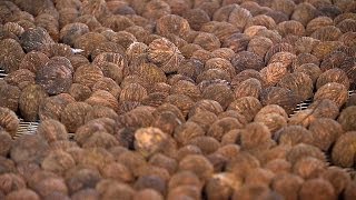 Black Walnuts from Dell Lawrence Sabula IA [upl. by Bedell]