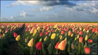 Tip Toe Through The Tulips  Free Ringtone Download [upl. by Aronas]