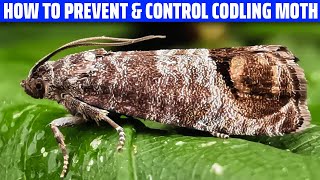 Codling Moth – How to Prevent and Control It [upl. by Mariko]