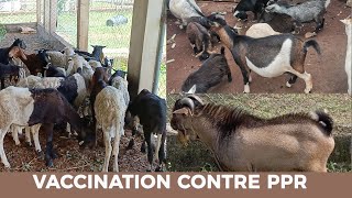 Vaccination des Moutons contre la PPR  Techniques dInjection SC IM IV [upl. by Alegnad]