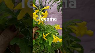 tecoma plant care mygardenlove4009 uploads youtubeshorts gardening garden yellowflowers [upl. by Ainafetse]