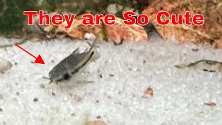 Ultimate Pygmy Corydora Care Tips For Happy Fish [upl. by Chapland]