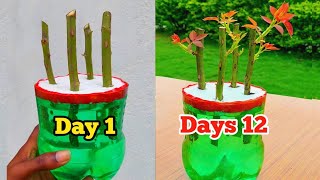 Grow Rose From Cutting In Water  How to Grow Roses From Cutting Without Soil [upl. by Eitten27]