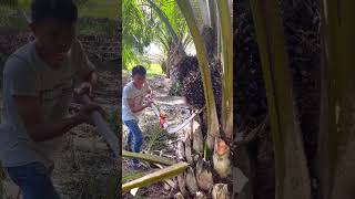 Palm Oil Extraction System [upl. by Atilal]