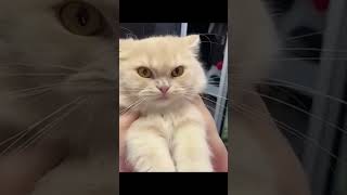 Перфа кот cat memes india youtubeshorts youtube funny freefire shorts short shortvideo [upl. by Anaylil]