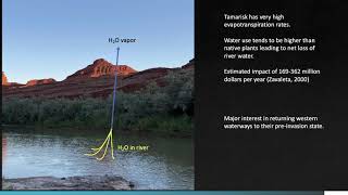 Tamarisk and Biocontrol [upl. by Troxell]