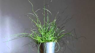 Juncus spiralis [upl. by Aicile]