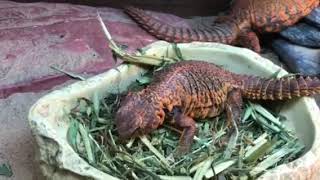 Feeding Spiny Tail Lizard [upl. by Noterb115]