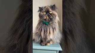 ⁠AmberTheIrishPersian modelling the Mock Turtle collar from our new Wonderland Collection 🦩 [upl. by Anavoj]