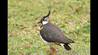 Kievit Vanellus vanellus juvenielen schuilen onder moeders vleugels [upl. by Detta]