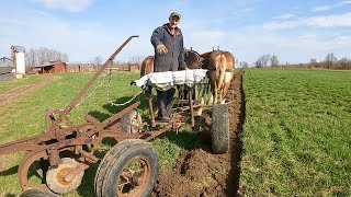 Starting a New Plowing Job with Three Draft Horses  Teaching Others the Way I Do It 473 [upl. by Dugan]