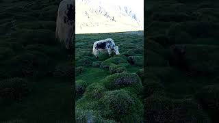 yak in gilgit baltistan [upl. by Temirf]