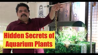 How to Grow Aquarium Plants Difference between Emersed and Submersed Aquatic Plant Secrets [upl. by Notnert]