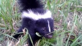 Baby Skunk Friend ORIGINAL [upl. by Antipus801]