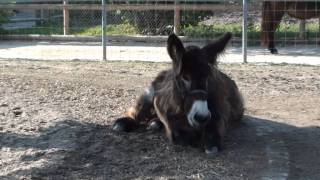 Zoo Stuttgart  Wilhelma PoitouEsel Nepomuk gähnt [upl. by Pierpont142]