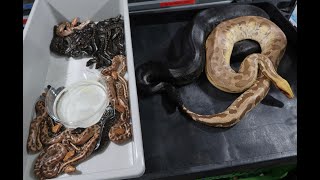 How I setup and feed hatchling Short Tail Pythons [upl. by Allred]