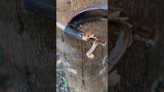 Rubber tree process rubberfarming satisfying rubberwood wood rubber woodworking rubbertapping [upl. by Lally]