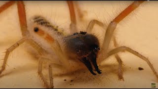 Amazing Camel Spider With Poison Scorpion Warning Live Feeding [upl. by Nitsua]