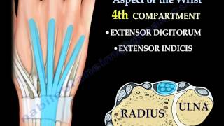 Anatomy Of The Dorsal Aspect Of The Wrist  Everything You Need To Know  Dr Nabil Ebraheim [upl. by Krasnoff]