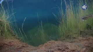 geophagus brasiliensis e hoplerythrinus unitaeniatus na bahia de guanabara [upl. by Dougal]