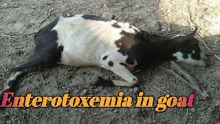 Enterotoxemia in goat  common disease of sheep and goats [upl. by Caro]