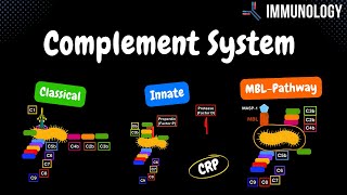 Complement System Pathways Classical Alternative MBL  QUIZ  Immunology [upl. by Redmond]