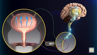 Micturition Reflex  animation [upl. by Kania]