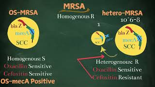 MRSA Phenotypes Simplified for post graduates [upl. by Neff]