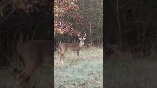 Ethan Weaver sealed the deal on a nice buck this morning in North MS‼️ countrymusic whitetaildeer [upl. by Northey]