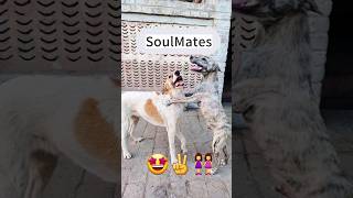 How my two Dogs are soulmates animalsrescue catviralshort [upl. by Ceporah]