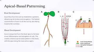 Polar Auxin Transport The Key to Plant Growth MiniLecture [upl. by Mada]