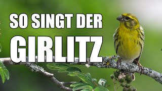 Girlitz  Vogelstimmen lernen [upl. by Nivrad]