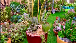 Mother in Laws Tongue  Sansevieria Trifasciata Replanting [upl. by Nozicka115]