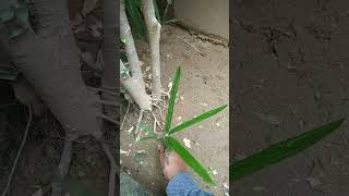 How to propagate lady palm or Rhapis 🌴 [upl. by Viki995]