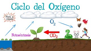 ♻️ Ciclo del Oxígeno 🔵 Fácil y Rápido  BIOLOGÍA [upl. by Macy343]