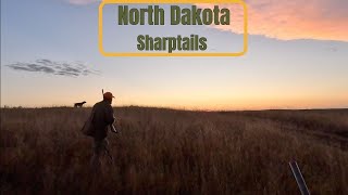 North Dakota 24 Sharptails GREAT DOG WORK [upl. by Icats681]