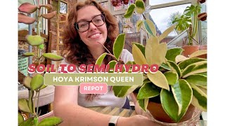 Soil to Semihydro  Hoya Carnosa Krimson Queen  Hoya Repot  Houseplants UK [upl. by Odette]