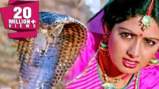 साँपों ने बचाई श्रीदेवी की जान  नगीना  Sridevi Rishi Kapoor  Bollywood Movie Best Scene Nagina [upl. by Dryden325]