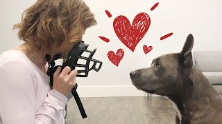 Muzzle Training How To Get Your Dog To Love The Muzzle [upl. by Anahpos]