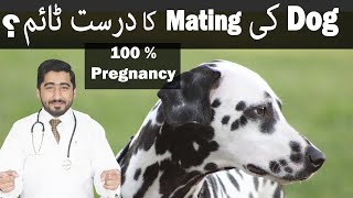 Dog Mating Tips  Heat Signs  Mating Time  In Urdu  Vet Furqan Younas [upl. by Kelton]