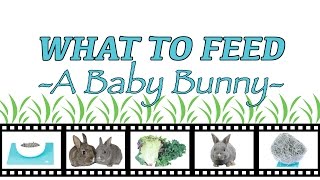 What To Feed A Baby Bunny [upl. by Arrol578]