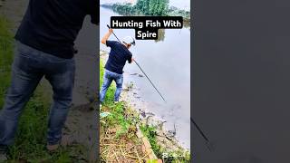 Hunting fish with spire fishinglife fishtank fisherman fishvideo river aquarium catfish fish [upl. by Adniled690]