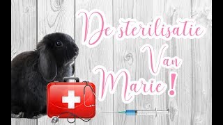 de sterilisatie van mijn voedsterkonijntje Marie VLOG1 BUNNBUNN [upl. by Irehs]