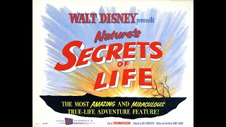 Dan Does Disney 31  Secrets Of Life 1956 [upl. by Ramonda]