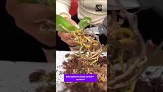 Replant of orchid garden flower viral viralshort shorts short youtubeshorts youtube usa [upl. by Yantruoc]