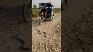 The rickshaw driver saw the snake and let the snake pass [upl. by Pearline]