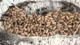 Lasius niger ants cocoon chamber [upl. by Lisbeth627]