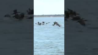 Taking flight in Barnstable Harbor [upl. by Santana]